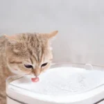 Xiaomi Smart Evcil Hayvan Su Çeşmesi